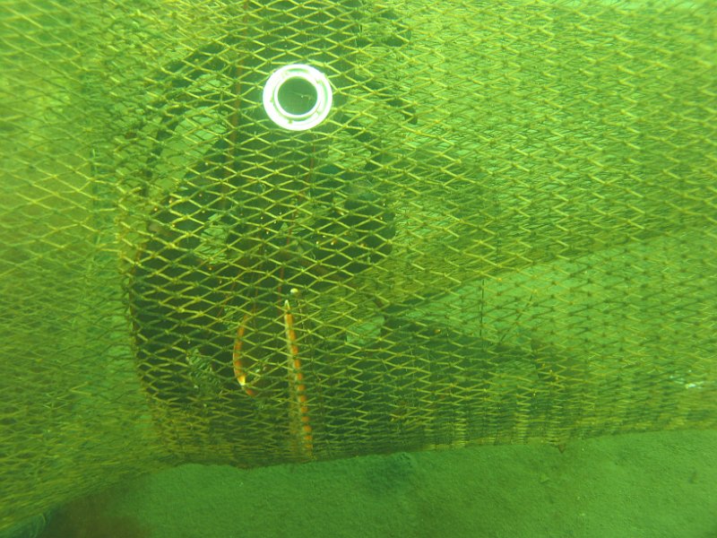 2012-05-12 13-06-10 Ludo.JPG